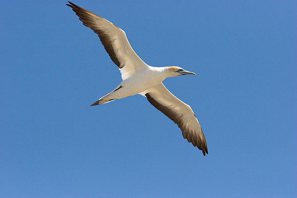 Australasian Gannet 1