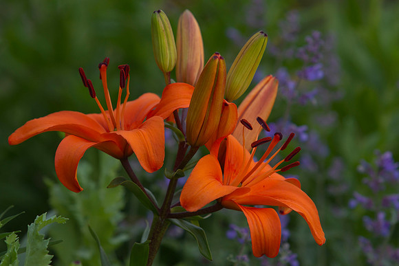 Orange lilies