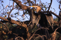Australasian Darter 1