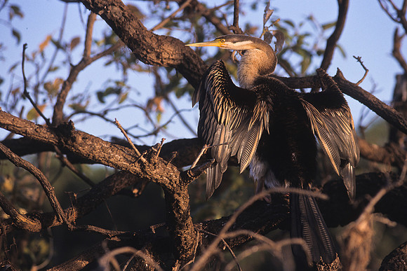 Australasian Darter 1
