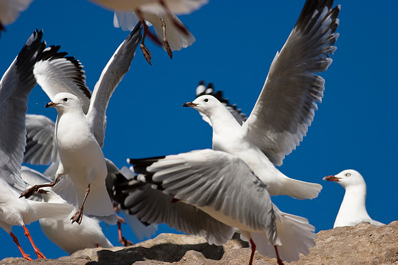 Red-billed Gull 3