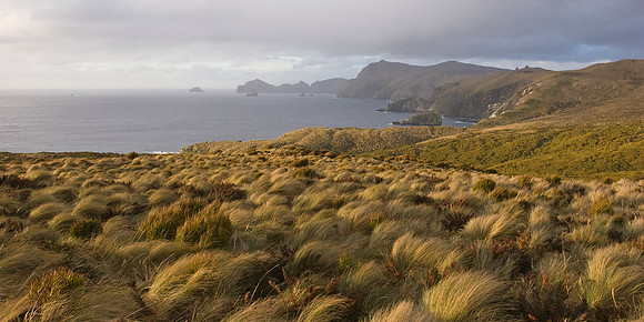 Campbell Island 4