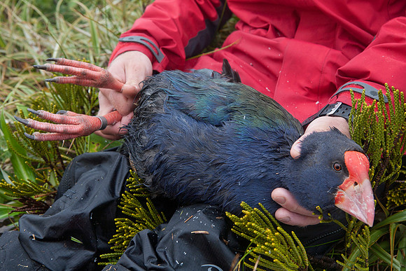 Adult takahe in hand 3