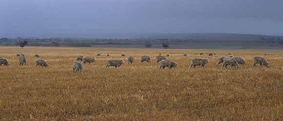 Eyre Peninsular - sheep