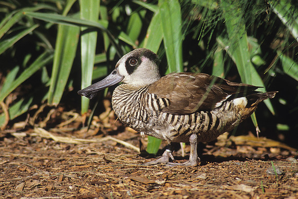 Pink-eared Duck 1