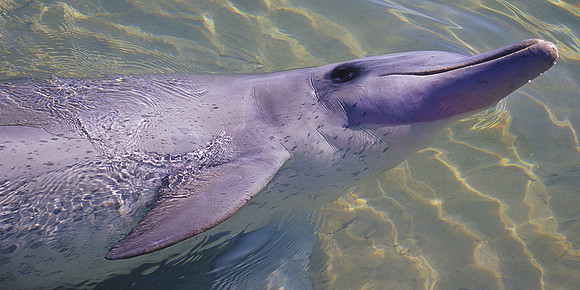 Monkey Mia - Bottlenose Dolphin 11