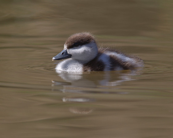 Paradise duckling 3