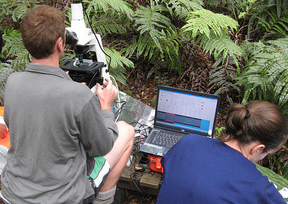 Kakapo conservation efforts, Codfish Island