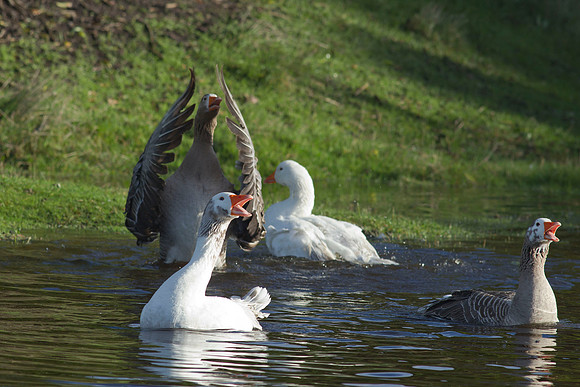Chinese domestic geese 3