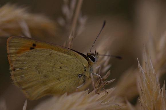 Butterfly on grass seed head 2