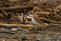 Banded Dotteral 1