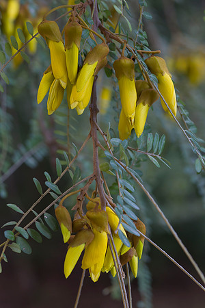Kowhai foliage 2