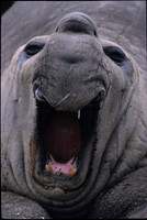 Elephant Seal 2