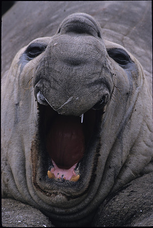 Elephant Seal 2