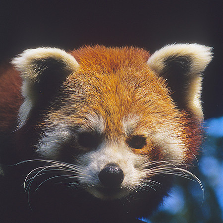 Red Panda 2