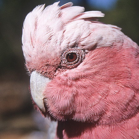 Galah 2