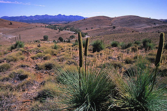 Flinders Ranges 7