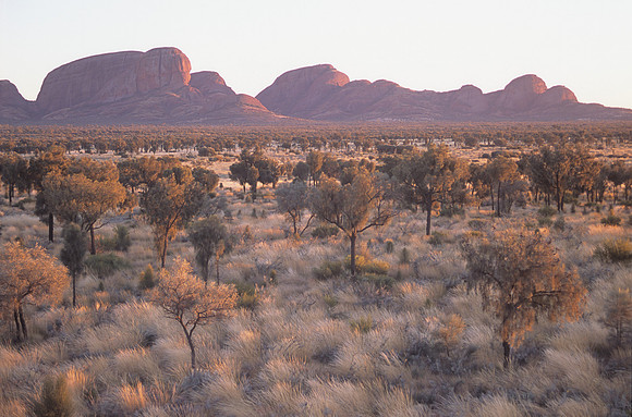 Olgas 8