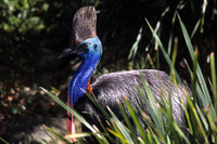 Cassowary 1