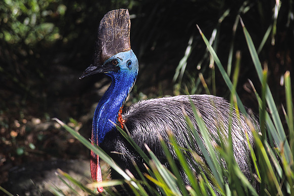Cassowary 1