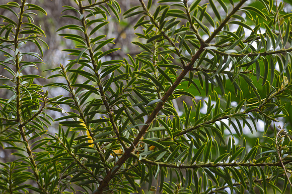 Totara needles 1