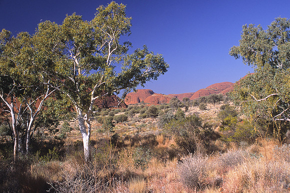 Olgas 23