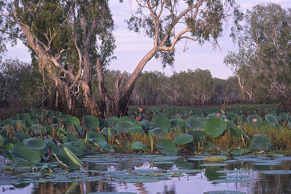 Yellow Waters 6