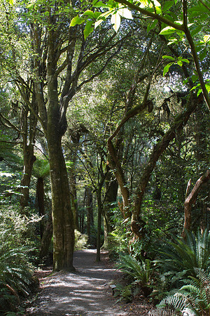 Forest trail to Purakaunui Falls 1