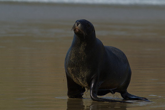 New Zealand Sea Lion 14