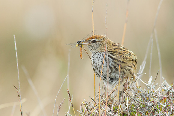 Fernbird 12