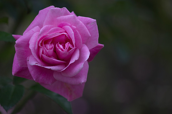 Pink Rose 2