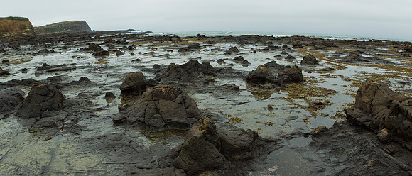 Curio Bay petrified forest 3