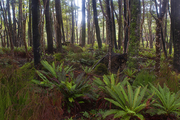 Waitutu Forest 1