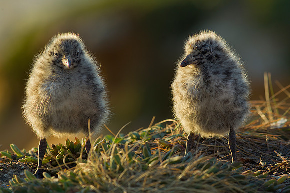Red-billed gull chicks