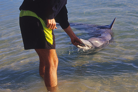 Monkey Mia - Common Dolphin 7