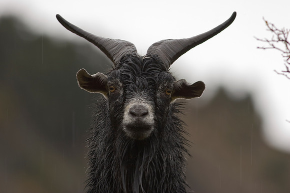 Feral goat 1