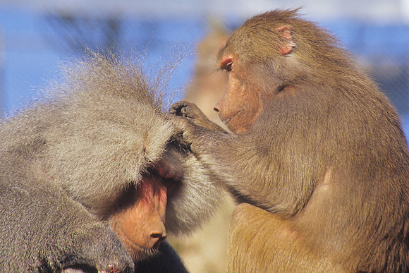 Hamadryas baboon 1