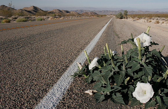 Highway through the Joshua Tree National Park