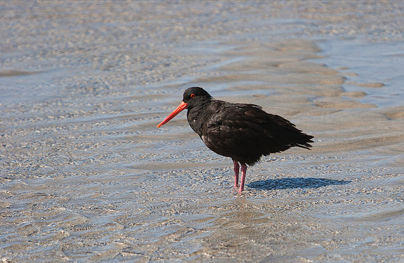 Variable Oystercatcher 1
