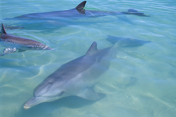 Monkey Mia - Bottlenose Dolphin 2