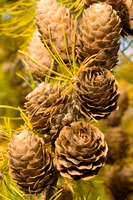 Pine cones amidst autumn colours