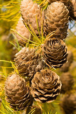Pine cones amidst autumn colours