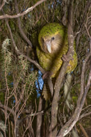 Kakapo 1