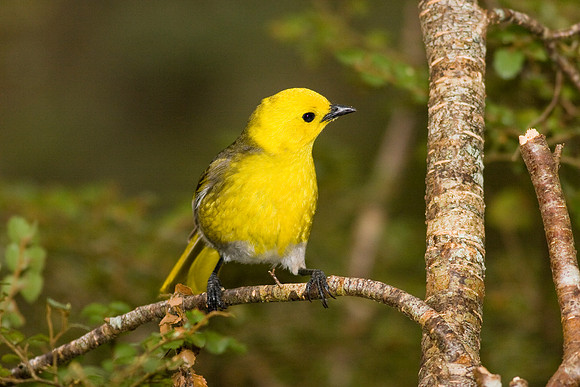 Yellowhead 1