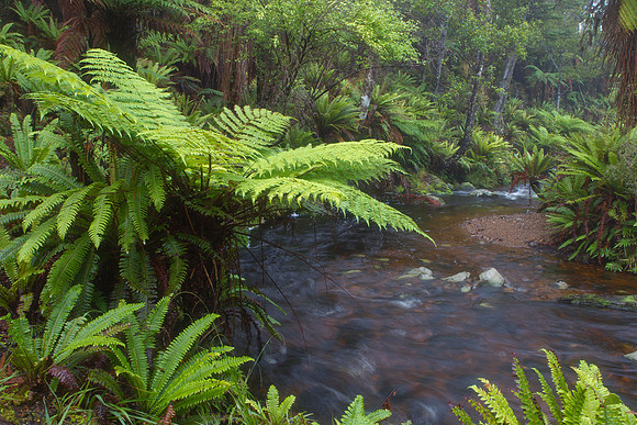 Forest stream on the South Coast Track 1