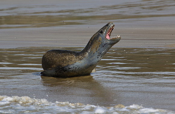 Leopard Seal 1