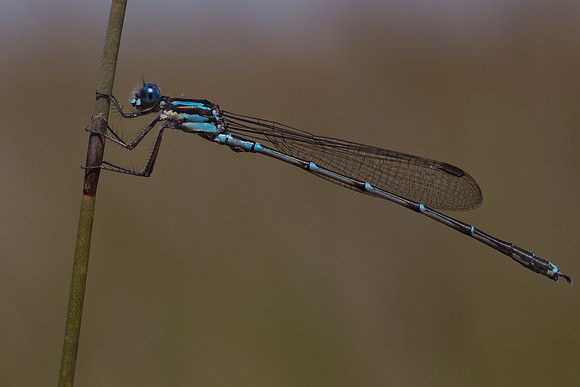 Blue Damselfly 1