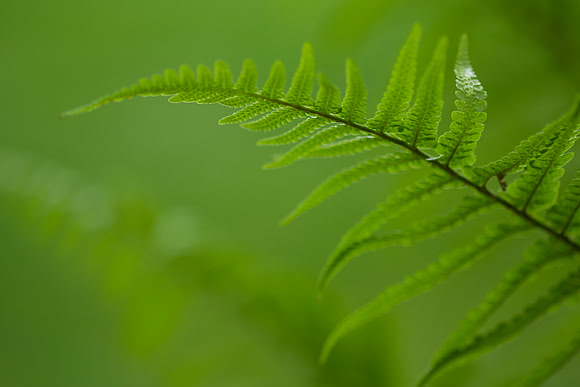 Fern frond 1