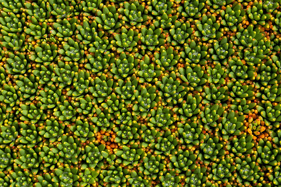 Alpine lichen 1