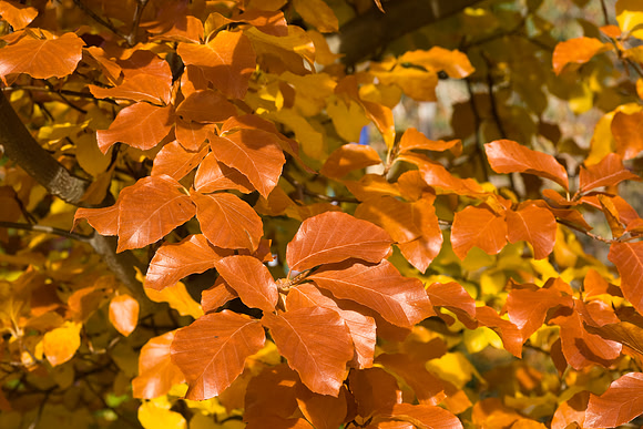 Colours of the autumn leaf